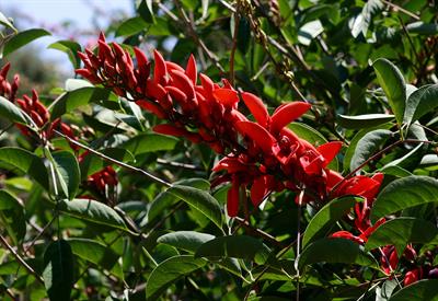 Erythrina crista-gal